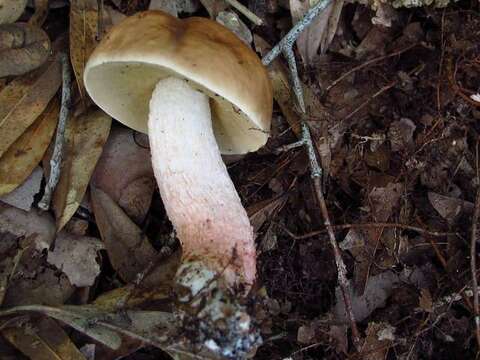 Image of Leccinum roseoscabrum Singer & R. Williams 1992