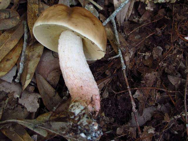 Imagem de Leccinum roseoscabrum Singer & R. Williams 1992