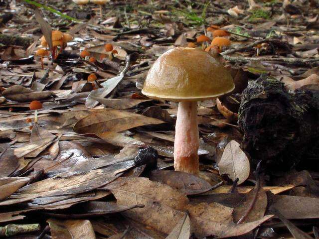 Imagem de Leccinum roseoscabrum Singer & R. Williams 1992