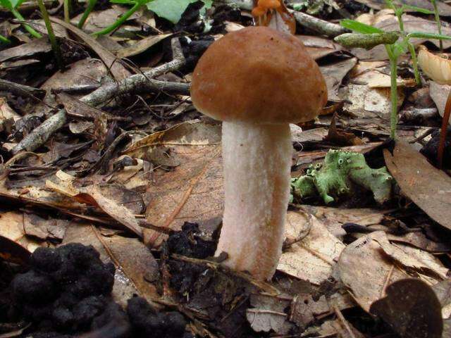 Imagem de Leccinum roseoscabrum Singer & R. Williams 1992