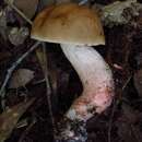 Imagem de Leccinum roseoscabrum Singer & R. Williams 1992