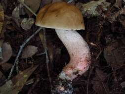 Imagem de Leccinum roseoscabrum Singer & R. Williams 1992