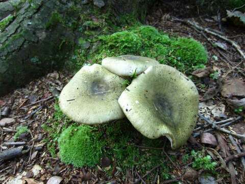 Image of <i>Russula variata</i>