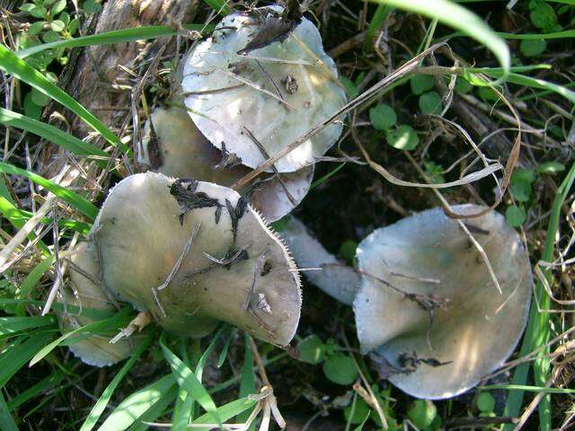 Image of Stropharia