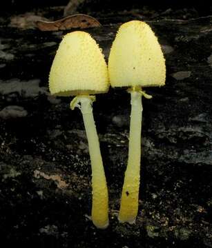 Image of Leucocoprinus