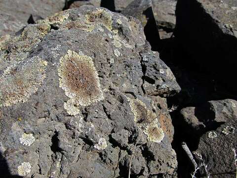 Image of <i>Lecanora muralis</i> (Schreber) Rabenh.