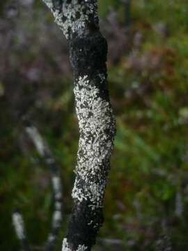 Image of bran lichen