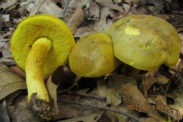 Image of Retiboletus