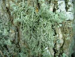 Image of bushy lichens, sea-fog lichens, and allies