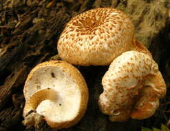 Image of bracket fungi