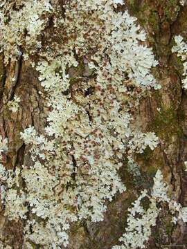 Image of lung lichen