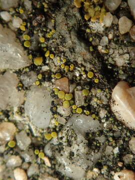 Image of Hidden goldspeck lichen