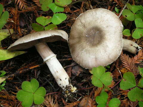 Image of Agaricus