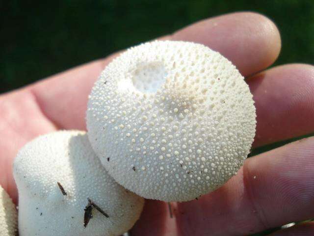 Imagem de Lycoperdon