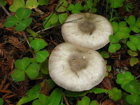 Image of field and button mushrooms