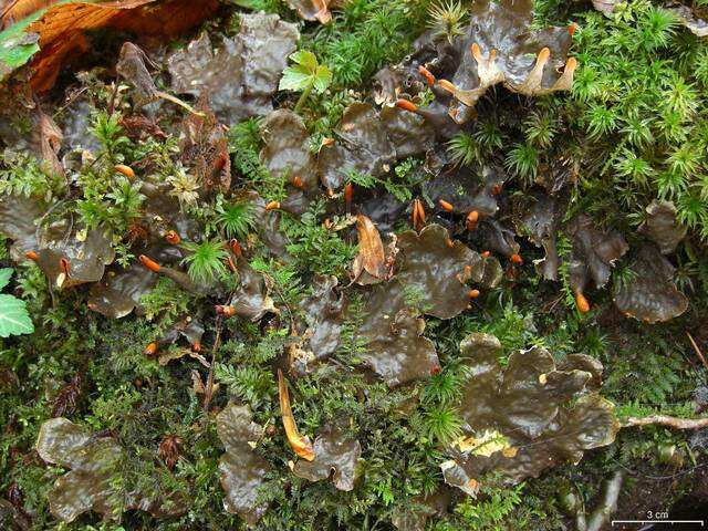 Plancia ëd Peltigera neopolydactyla (Gyeln.) Gyeln.