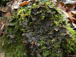 Image of felt lichen