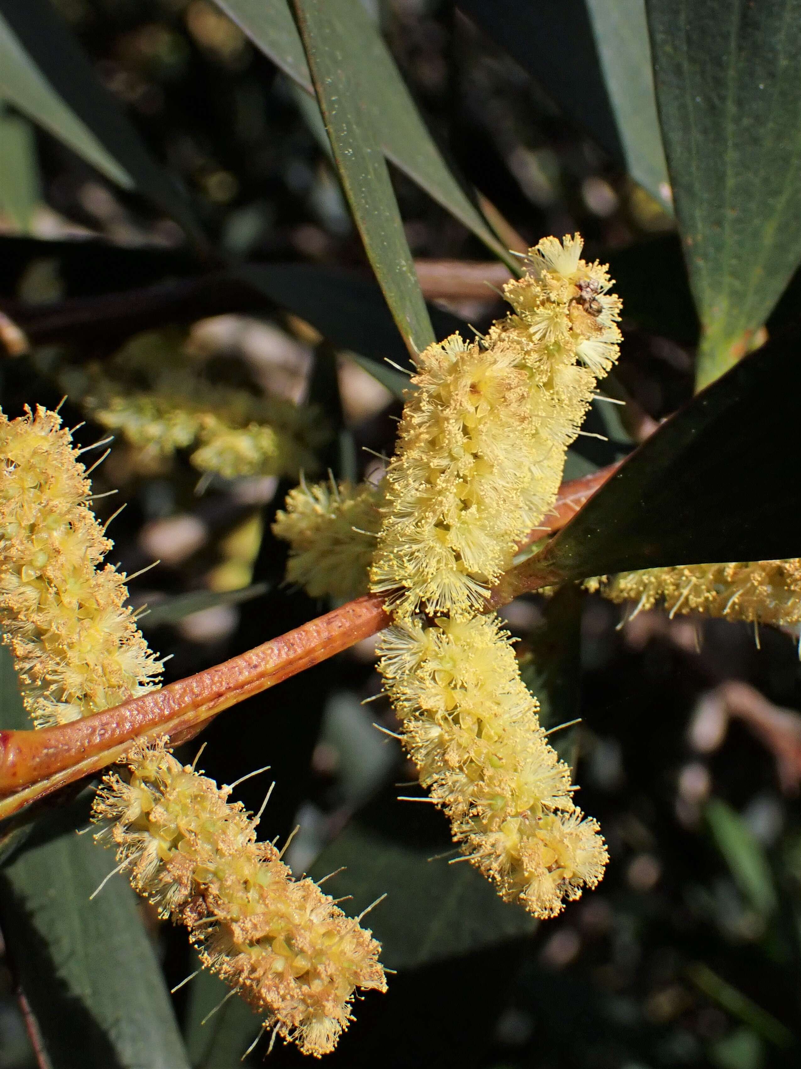 Imagem de Acacia longifolia (Andrews) Willd.