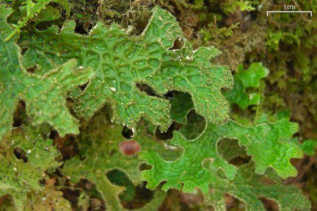 Image of lung lichen