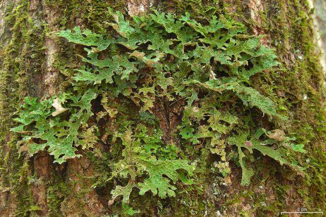 Image of lung lichen