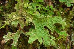 Image of lung lichen