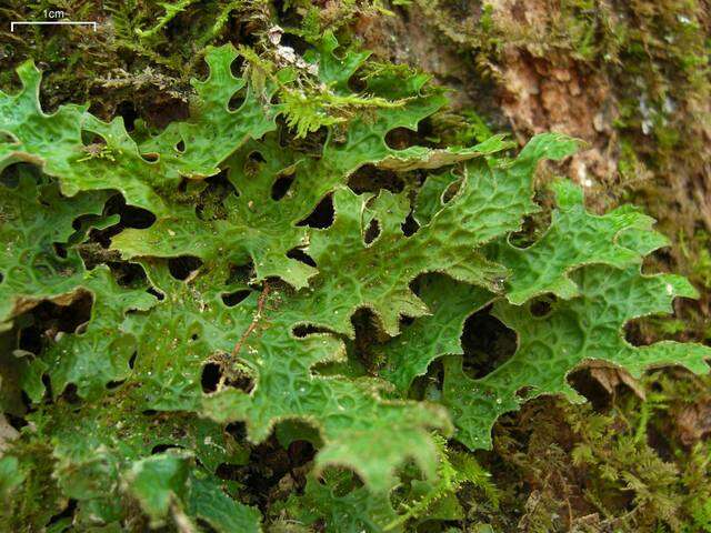 Image of lung lichen