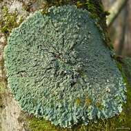 Image of pyxine lichen