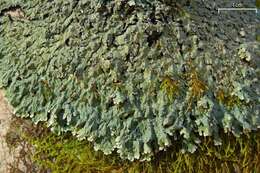 Image of pyxine lichen