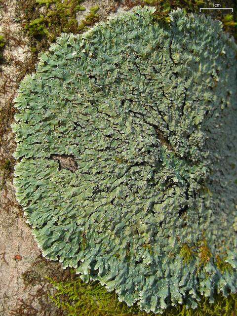 Image of pyxine lichen