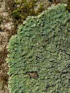 Image of pyxine lichen