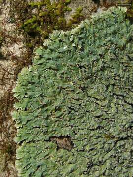 Image of pyxine lichen