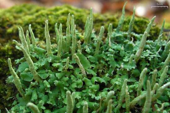 Image of cup lichen