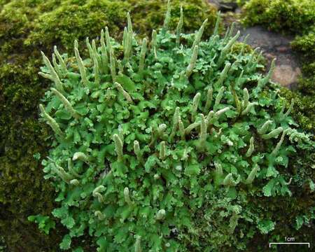 Image of cup lichen