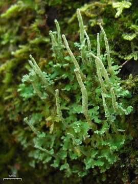 Image of cup lichen