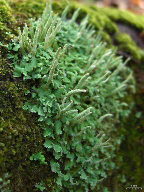 Слика од Cladonia ochrochlora Flörke