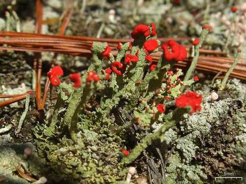 Слика од Cladonia cristatella Tuck.