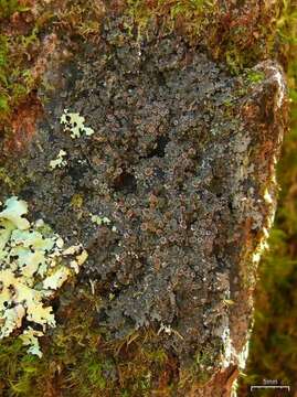 Image of Rimmed shingle lichen