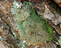 Image of fringed lichen