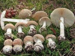 Image of Amanita crenulata Peck 1900