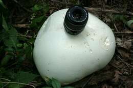 Image of Calvatia