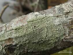 Image of pyxine lichen