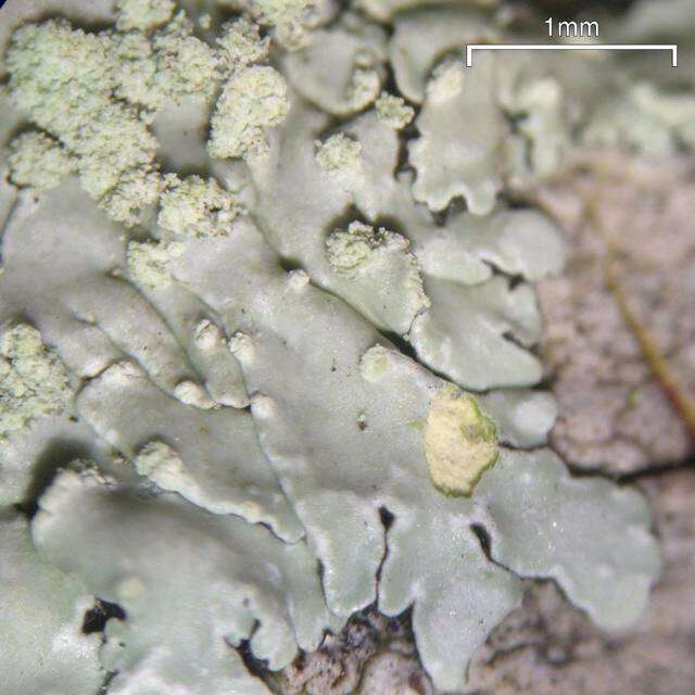 Image of pyxine lichen