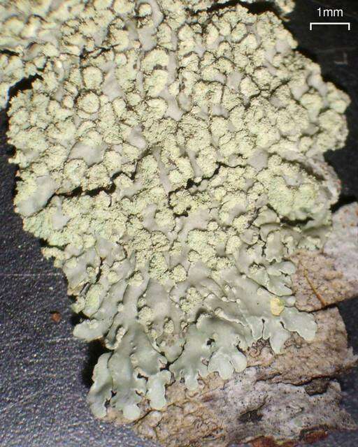 Image of pyxine lichen