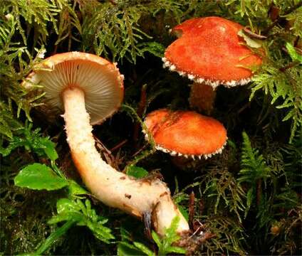 Image of Cystodermella adnatifolia (Peck) Harmaja 2002