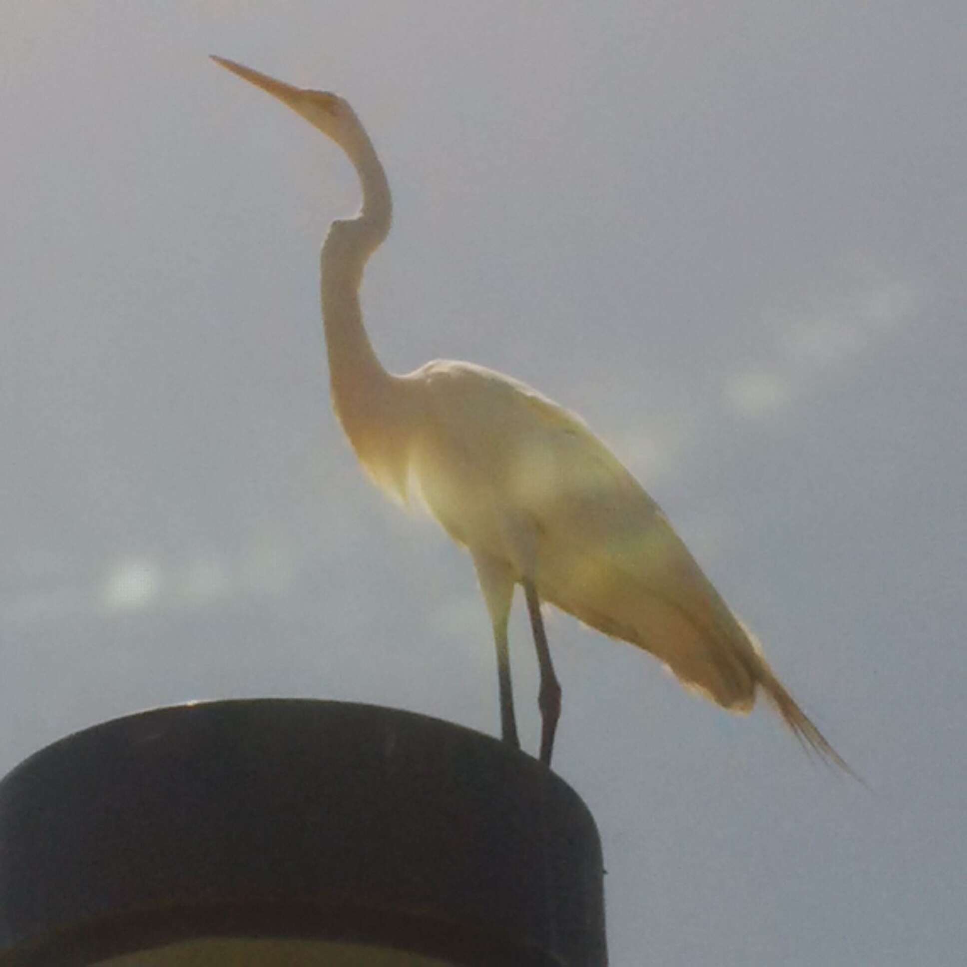 Image of Great Egret