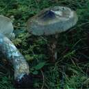 Image of Hygrophorus korhonenii Harmaja 1985