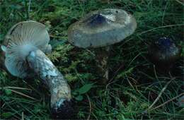 Image of Hygrophorus korhonenii Harmaja 1985