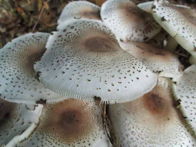 Image of Leucoagaricus