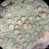 Image of Lecanora Ach.