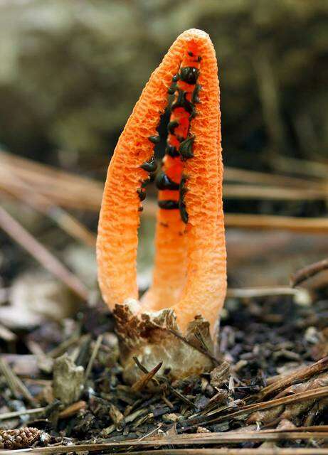 Image of stinkhorns